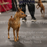 FVDS0696