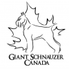 WKKC2021_GiantSchnauzer